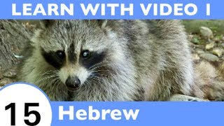 ⁣Learn Hebrew With Video - Learn Awesome Hebrew Forest Animal Vocabulary!