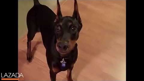 Thư giãn | Chết cười với thánh lồng tiếng