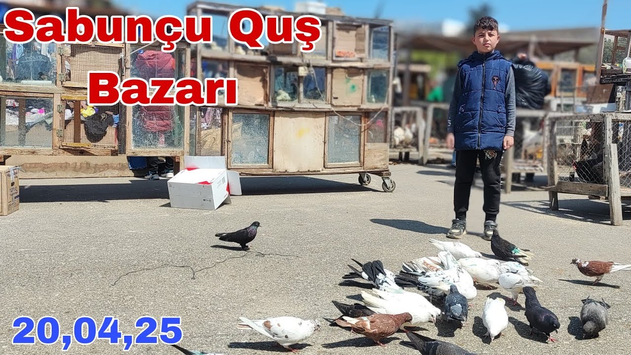 Sabunçu Quş Bazarı 20 aprel 2025