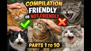Friendly or Not Friendly? 😸 | Parts 1–10