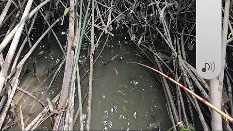 Tập 82 : hôm nay đi câu nước cạn cá rô đồng lớn dẫn ăn quá ngon