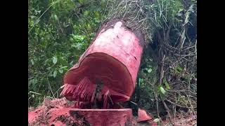 Penebangan Pohon Yang Berhantu Pohon Gintung