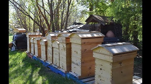 Warre-Langstroth Hybrid Hive (Beecentric Hive)