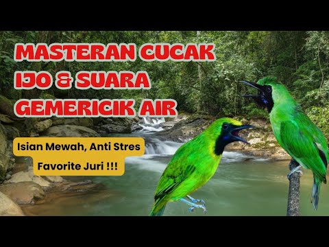 Masteran Cucak Ijo Gacor || Suara Gemericik Air || Anti Stres 