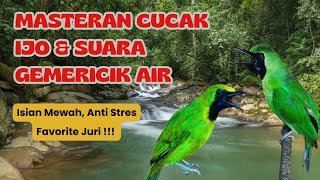 Masteran Cucak Ijo Gacor || Suara Gemericik Air || Anti Stres 
