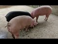 a small pig farm goreswar baksa