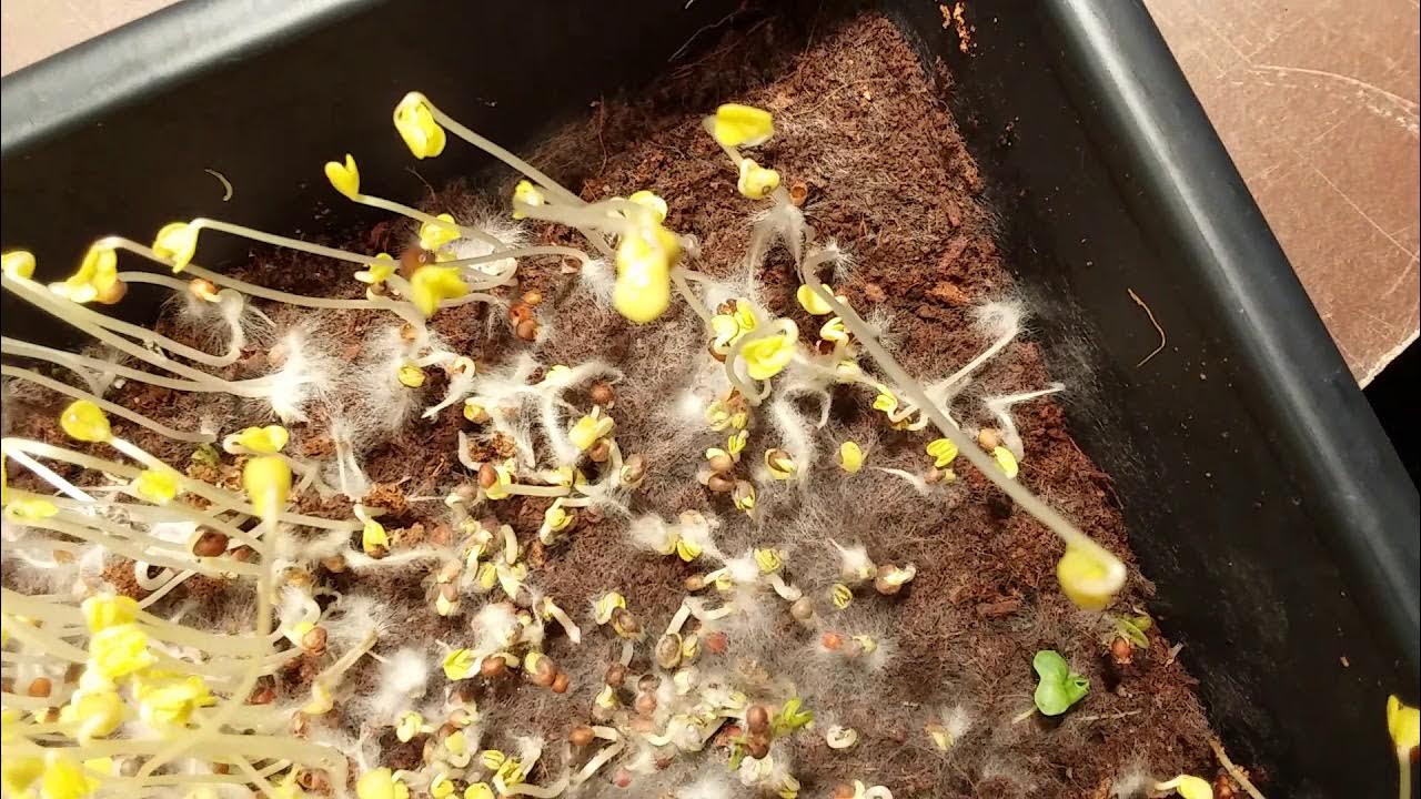 Microgreen Soil Reuse Experiment, Thin Soil Cover Mold YouTube