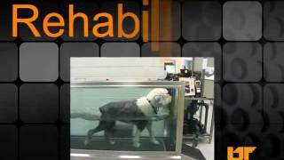UT Canine Rehab: The Future of Canine Care is Rehabilitation