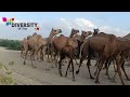 Rajput camel herd back to forest  camels of tharparkar  diversity of thar