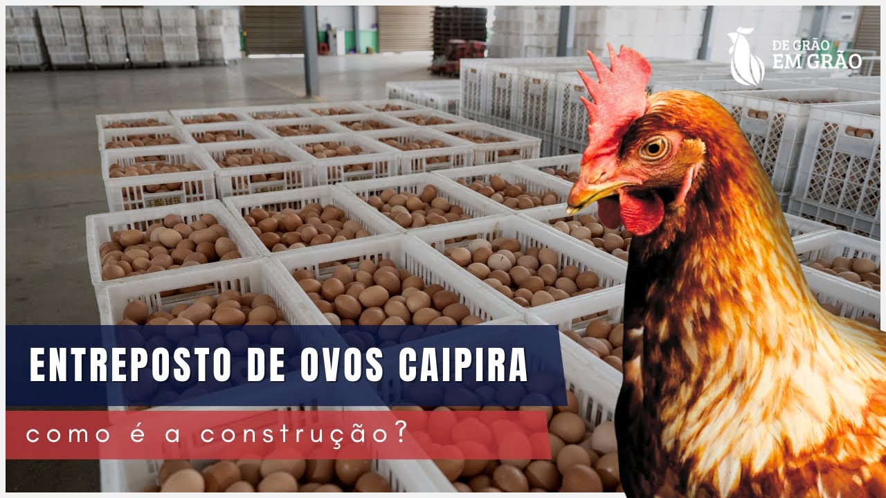 Como funciona um ENTREPOSTO de OVOS CAIPIRA. Detalhes, construção e equipamentos | E38