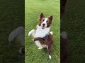 smart border collie #dog #funnydogs #fyp #foryou #bordercollie