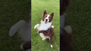 smart border collie #dog #funnydogs #fyp #foryou #bordercollie