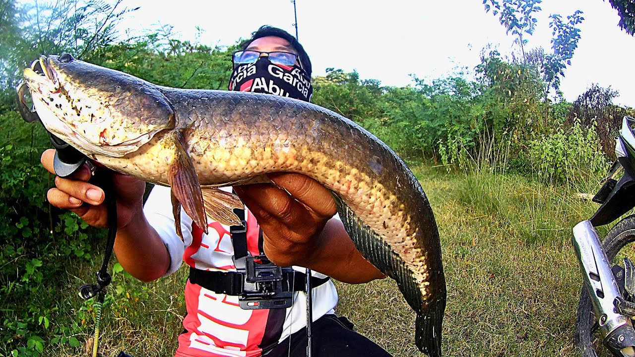CASTING IKAN HARUAN | SAIZ IDAMAN