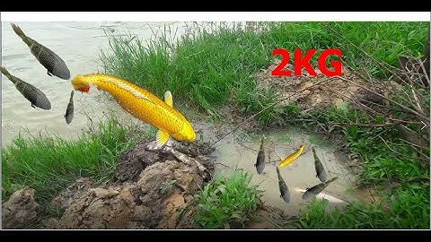 Bắt Cá Đơn Giản Với Hố || Natural Catch Fishing - Best Cast Net Fishing With Hole || Ong & Chau