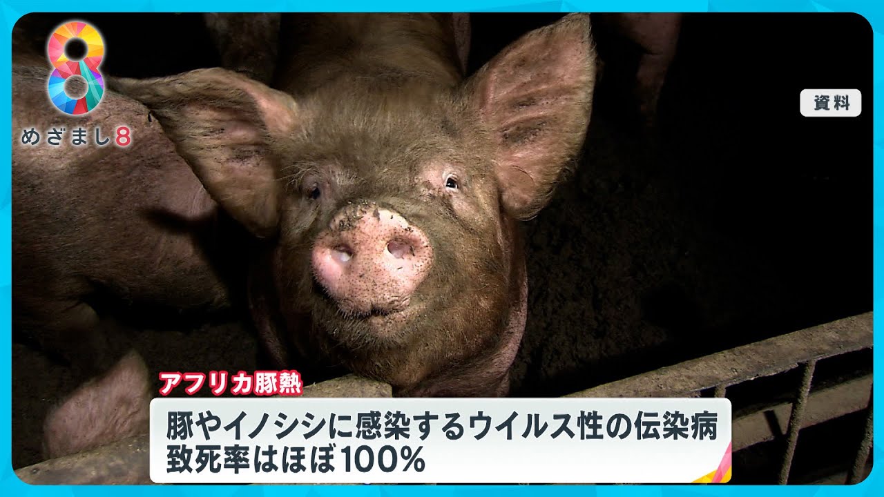 アフリカ豚熱」感染拡大で日本の食卓に影響も 韓国で急拡大…豚致死率