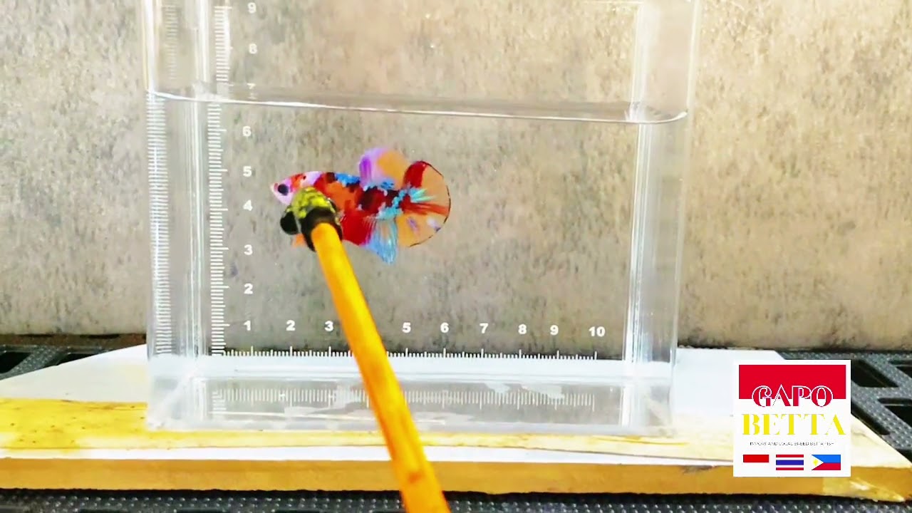 Multicolor Betta on shoot 📸📸📸