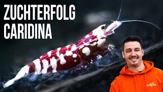 Caridina Garnelen Züchten Royalshrimp.de