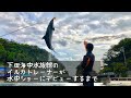 下田海中水族館のイルカトレーナーが水中ショーにデビューするまで