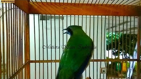 Cucak Cungkok Istimewa ~ Isian Tembakan Variasi Kasaran Tajam Pedas Kasar - Masteran Burung Lomba