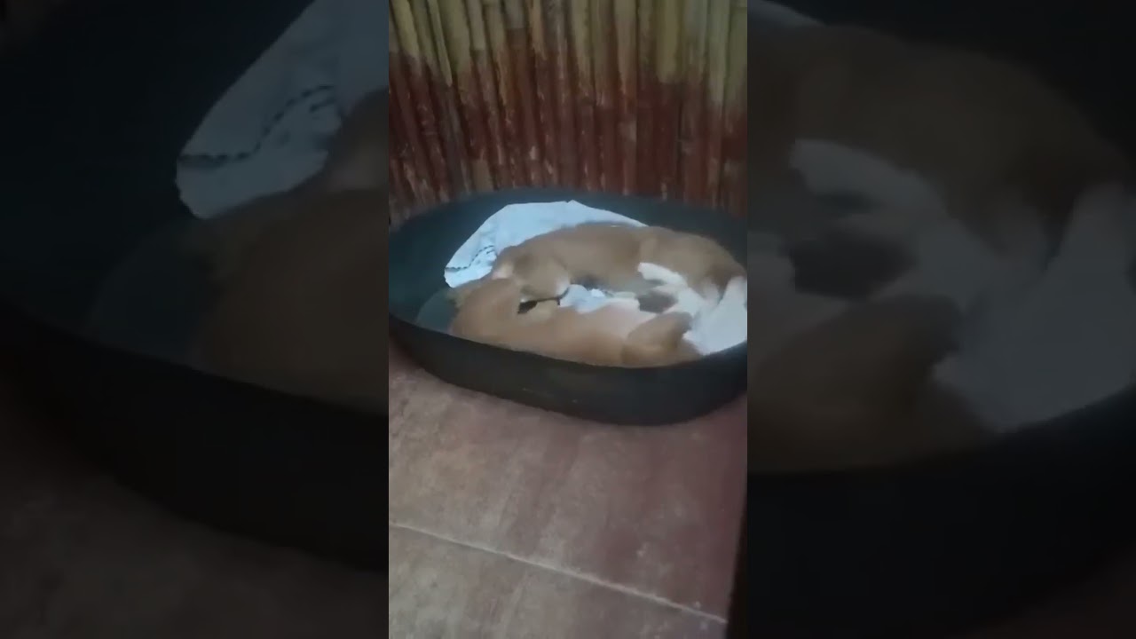 🤫Bonne nuit, good night sleep tight 