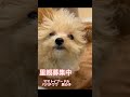 アゴはネコですが、🐩里親募集中 #ミックスワンちゃん◎ハンディ【首がやや斜頸】がありますが、日常生活には特に支障なく生活しています。 #里親募集中 #子犬 #トイプードル赤ちゃん ￼