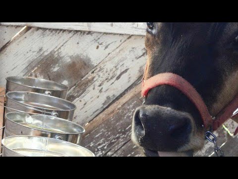 WHAT IS HAPPENING IN THE FARM? ||ANIMAL HUSBANDRY|| part 1
