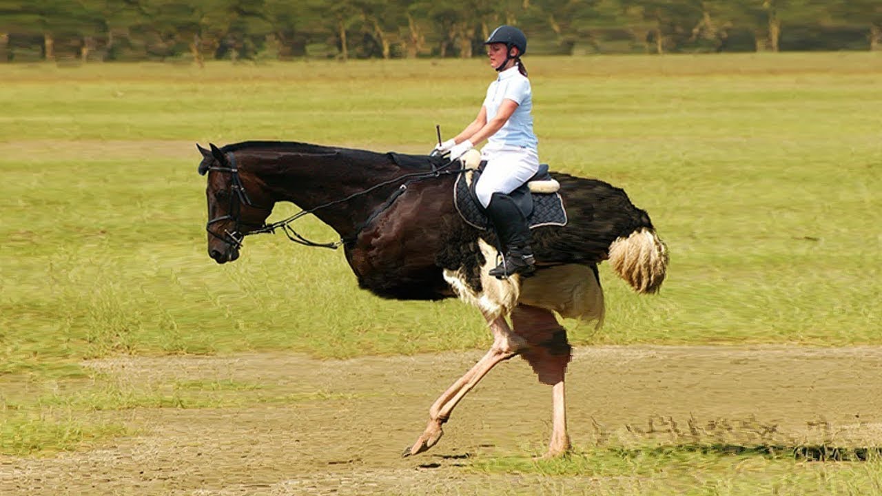 10 Động Vật Đột Biến Gây Sốc Cho Toàn Thế Giới