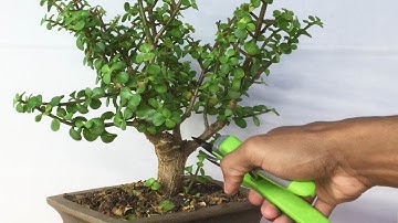 How to PRUNE A Dwarf Jade Bonsai