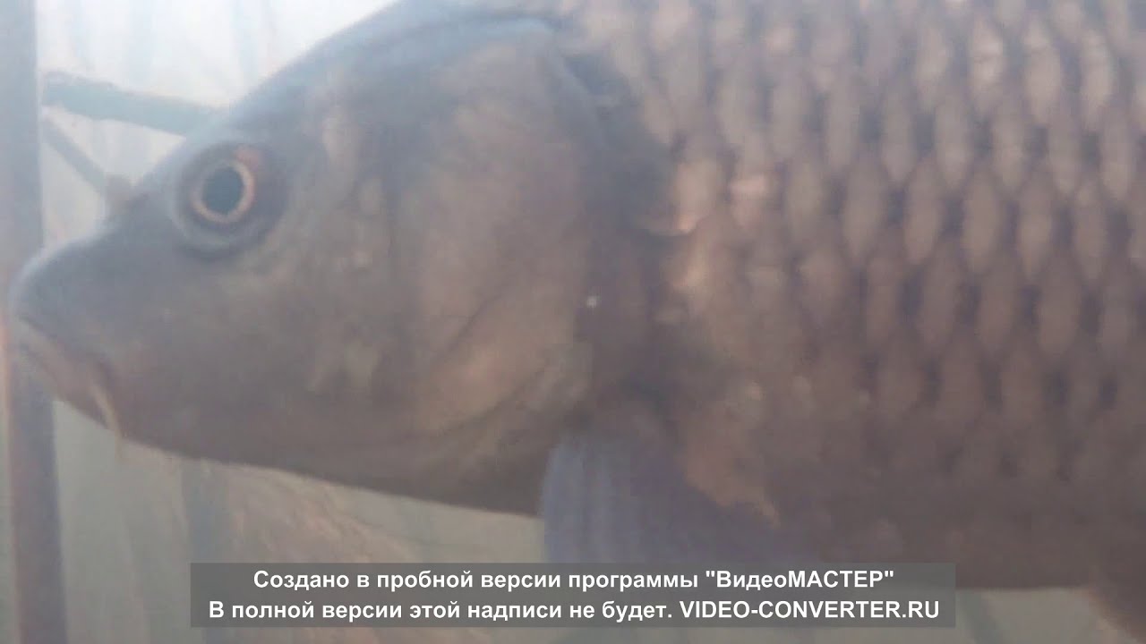 КАРПИК активно питается! ГУСТОЙ Камыш Подводные СЪёмки!!! - YouTube