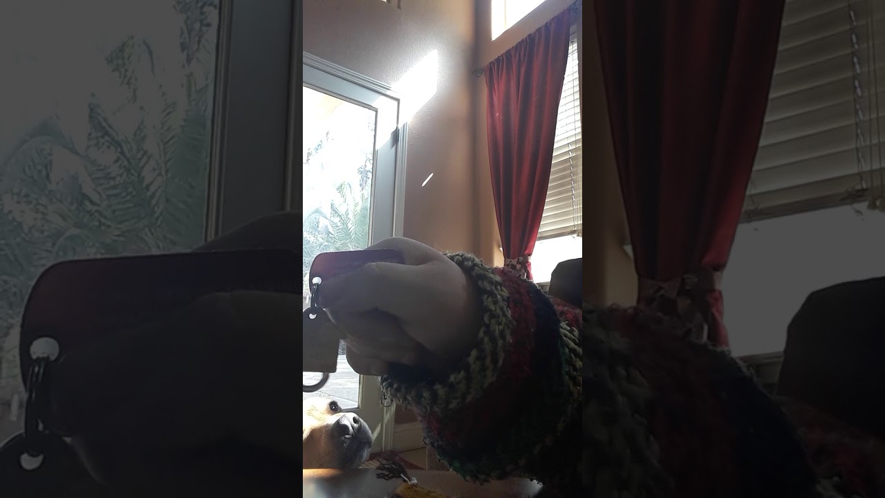 Meet my service dog harlow !☺