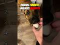 Ranking Funniest Malinois Moments 🐕😂