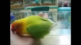 Lovebird Lucu Bertingkah Aneh dan Suaranya Menyeramkan