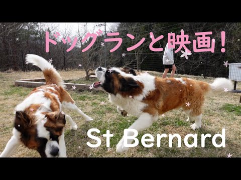 【ドッグランと映画！編】まさか！！ちゃちゃまるがアリクイに変身！？帰ってからnewベートーベン映画鑑賞！平凡なセントバーナードの日記　Saint Bernard
