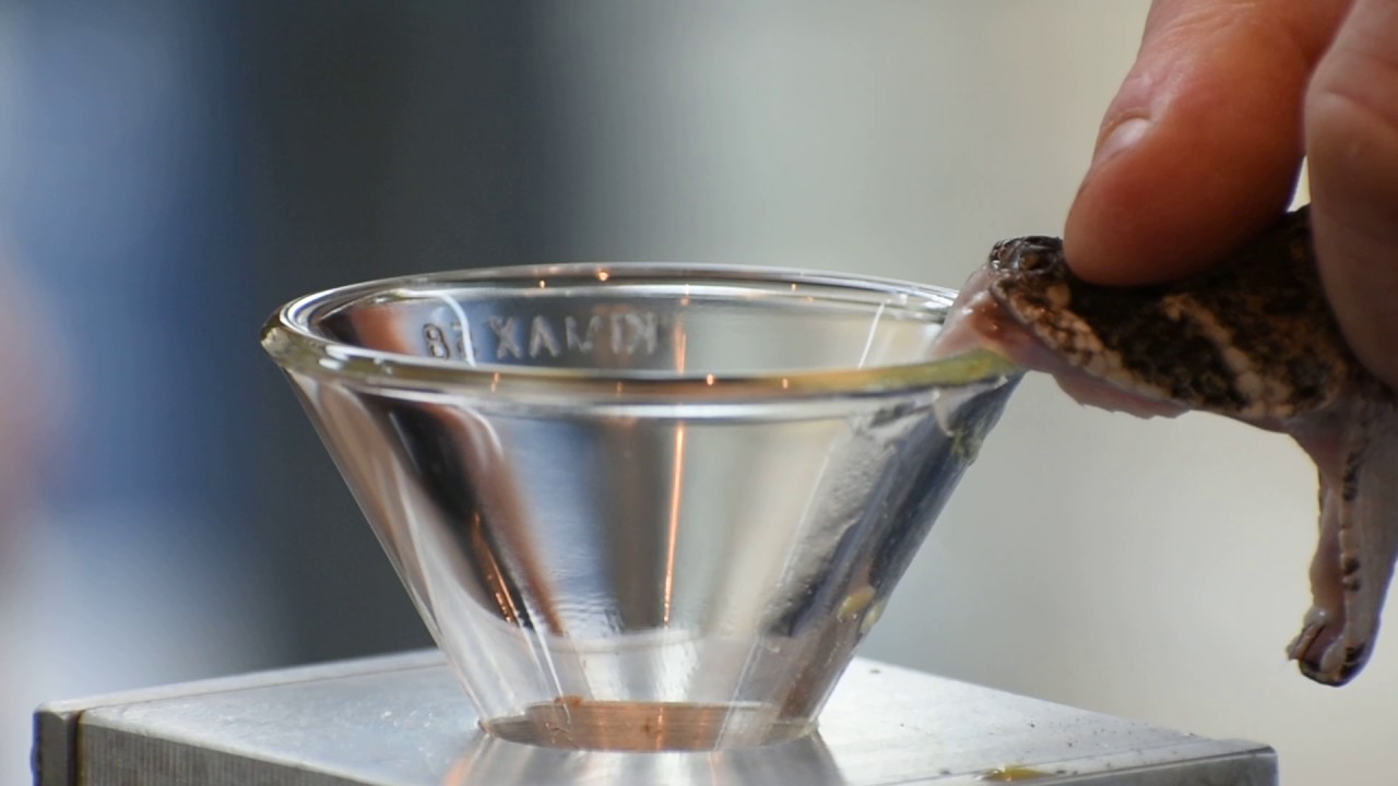 Large Western Diamondback Rattlesnake Venom Extraction YouTube