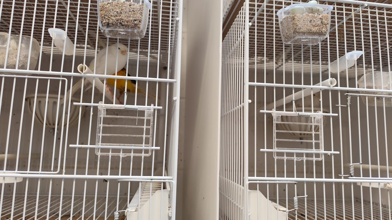 Canarini: Gabbie chiuse?