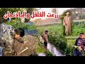 طلباتهم اوامر مش راضين بحاجه السلطه قالوا عايزين مسقعة ومقدرش ارفضلهم طلب (زراعة الفلفل والباذنجان)