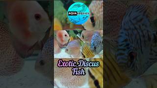 Majestic Discus for Best Price aquaexotics discusfish aquarium shorts