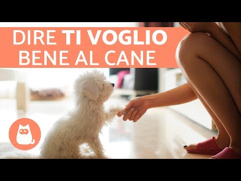 Video: Attento! Questi 22 gattini Chunky non servono a niente