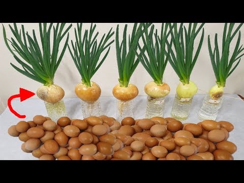 대박!! 양파에 계란껍질을 넣었더니???｜If you put eggshell in onions?