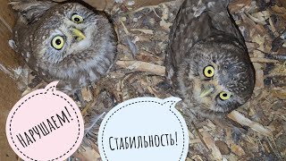 Маленькие Совы - Домовые Сычи. Сыч Хз Проел Плешь Сычу Кутуше!