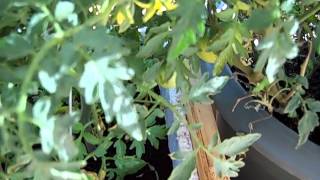 Modular Gardening Center - Tucson Arizona