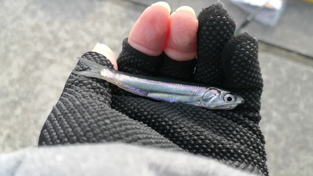 21年1月初釣り 冬のサビキ釣り 釣れないエギング可愛いキビナゴ 熊本 三角港堤防 Youtube