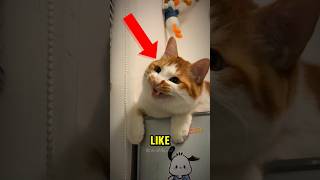 This Cat Looks Like Shes Smiling But Shes Not