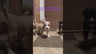 Puppies.for Sale.american Staffordshire Terriers.deposits Now.born 62723.New.home At 89 Weeks Old