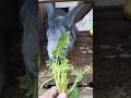 rabbit#rabbit #animalbreeders #nature #animals