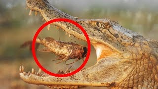 15 Incredible Mutual Animal Relationships