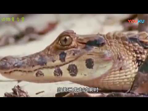 鳄鱼为捕杀猎物竟装死，美洲虎丝毫没有发现，这样的下场太意外了  高清