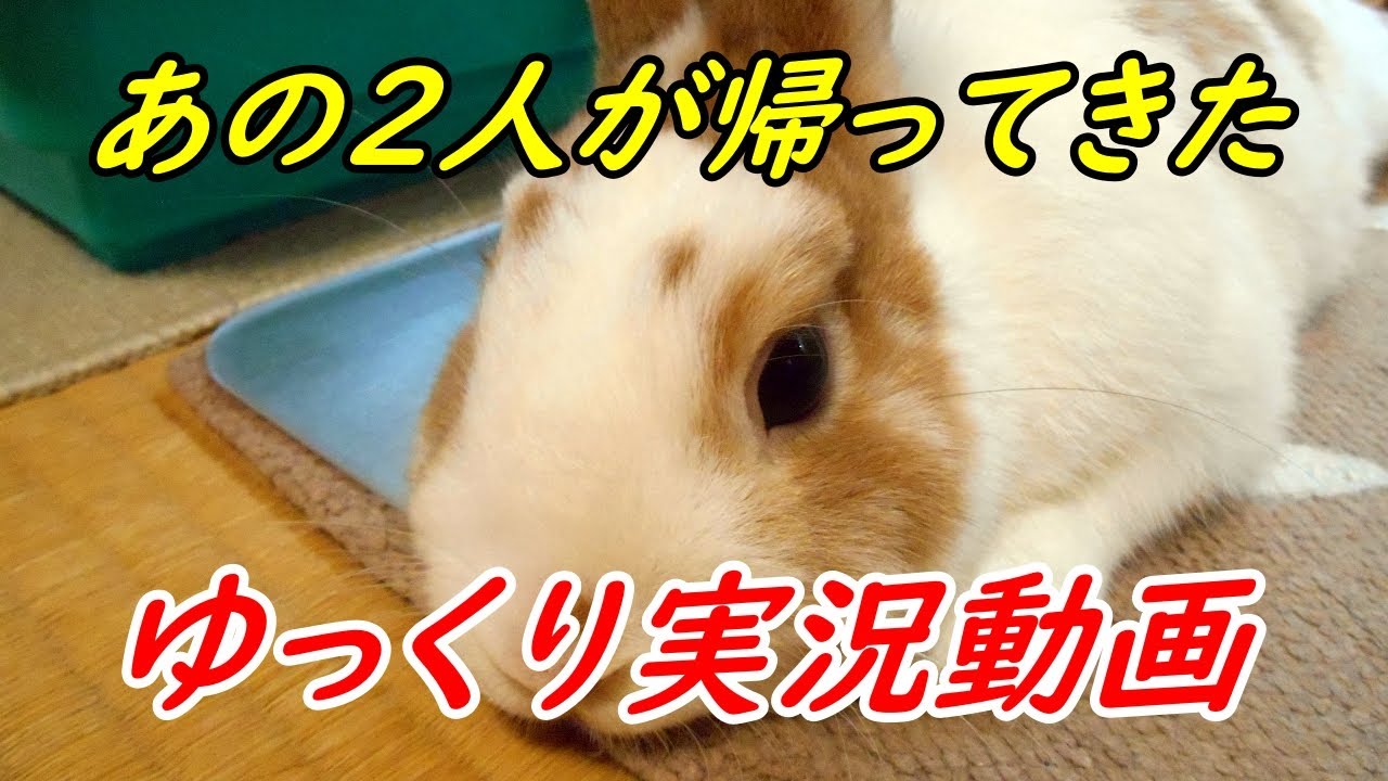 お家遊びで運動不足なうさぎを解消したあげたい Youtube お家遊びで運動不足なうさぎを解消したあげたい Youtube