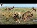 Stupid Hyena Foolishly Trespassed Wild Dog&#39;s Territory to Hunt and was Brutally Attack