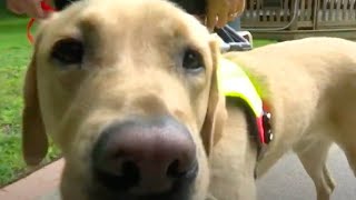 Guide dogs help those with vision loss to maintain active lifestyles
